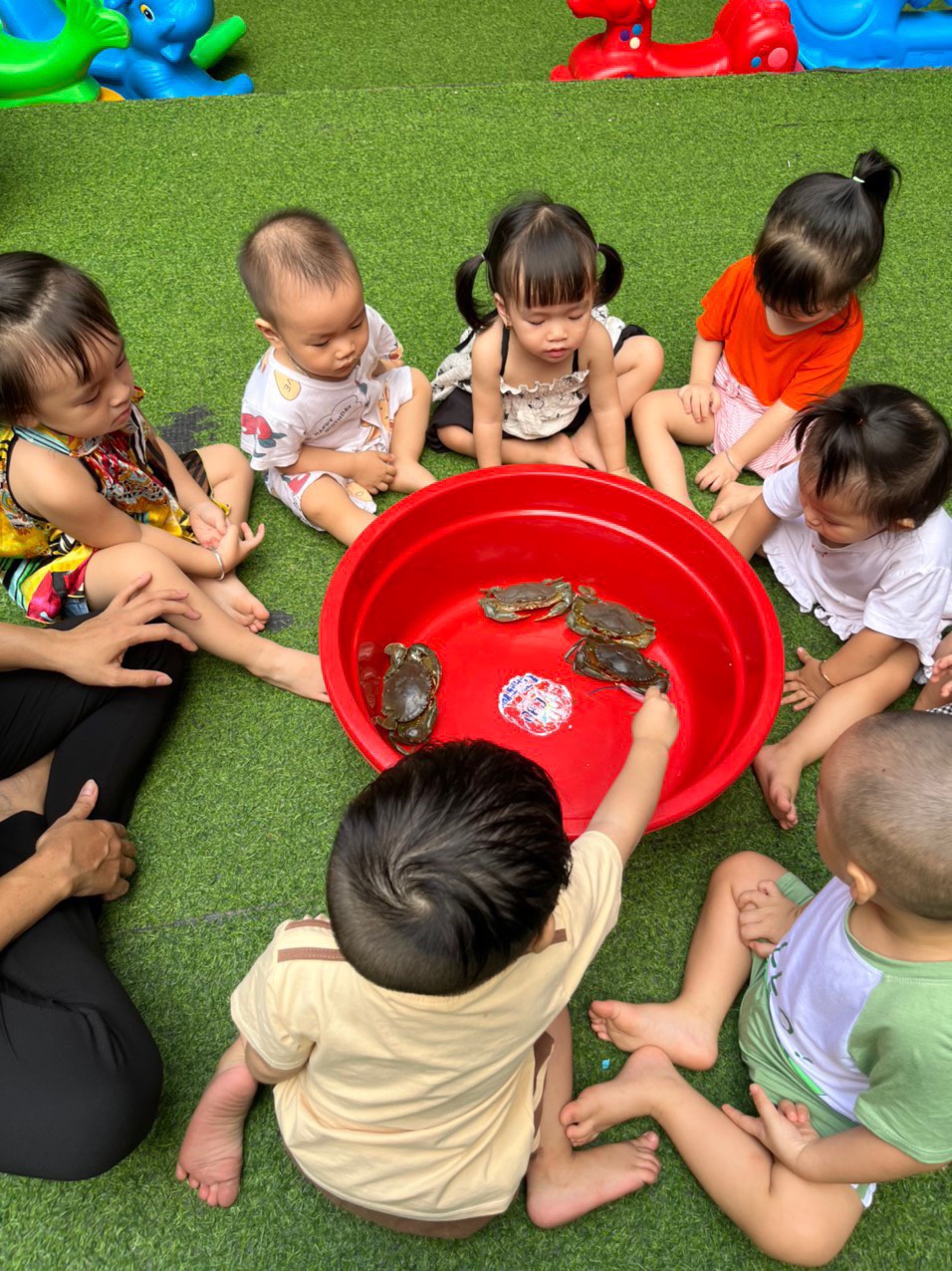 bé quan sát loài cua